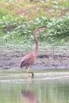 Ardea purpurea
