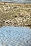 Gallinago gallinago
