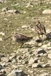 Gallinago gallinago