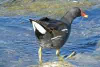 Gallinula chloropus