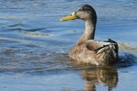 Anas platyrhynchos
