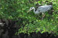 Ardea cinerea