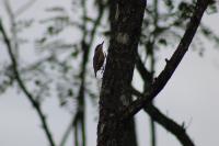Sitta europaea