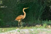 Ardea purpurea