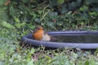 Erithacus rubecula
