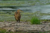 Ardea purpurea