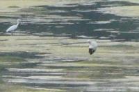 Ciconia ciconia