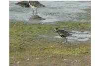 Pluvialis apricaria