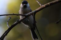Poecile palustris