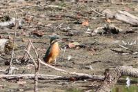Alcedo atthis