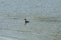 Podiceps nigricollis