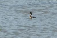 Podiceps nigricollis