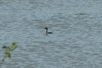 Podiceps nigricollis