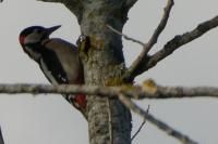 Dendrocopos major