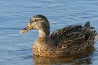 Anas platyrhynchos