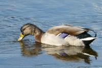 Anas platyrhynchos