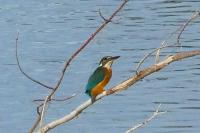 Alcedo atthis