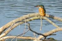 Alcedo atthis