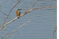 Alcedo atthis