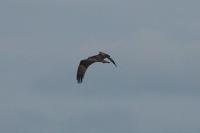 Pandion haliaetus
