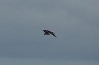 Pandion haliaetus