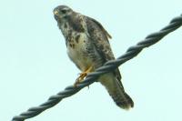 Buteo buteo
