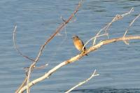 Phoenicurus phoenicurus