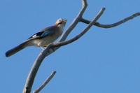 Garrulus glandarius
