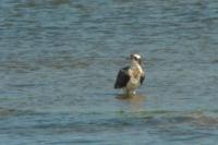 Pandion haliaetus