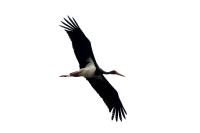 Ciconia nigra