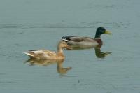 Anas platyrhynchos