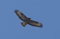 Buteo buteo