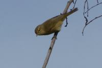 Phylloscopus collybita