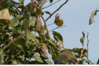 Phylloscopus collybita
