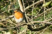 Erithacus rubecula