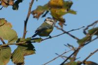 Cyanistes caeruleus