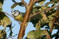 Cyanistes caeruleus