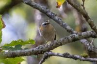 Regulus ignicapilla