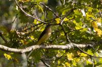 Motacilla flava