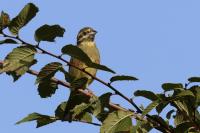 Emberiza cirlus
