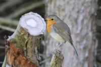 Erithacus rubecula