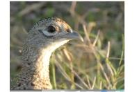 Phasianus colchicus