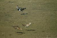 Calidris pugnax