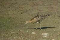 Calidris pugnax