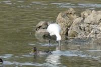 Platalea leucorodia