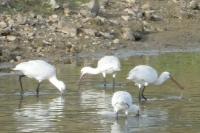 Platalea leucorodia