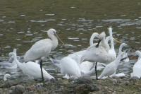 Platalea leucorodia