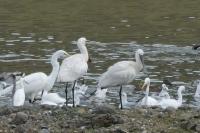 Platalea leucorodia