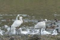 Platalea leucorodia