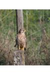Falco tinnunculus